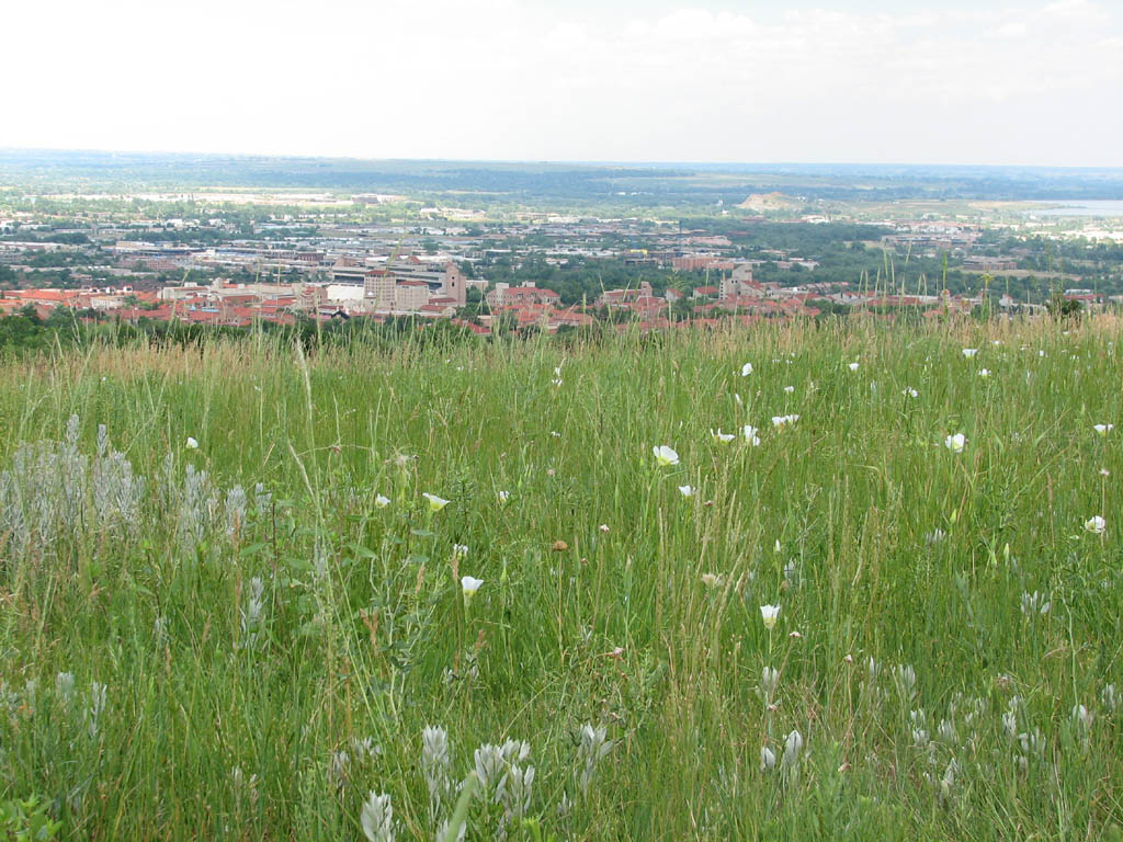View from Chautauqua out past the University of Colorado at Boulder. (Category:  Rock Climbing)