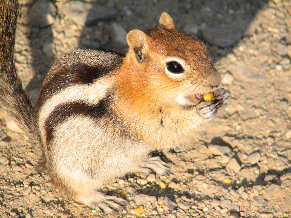 Ground Squirrel (Category:  Rock Climbing)