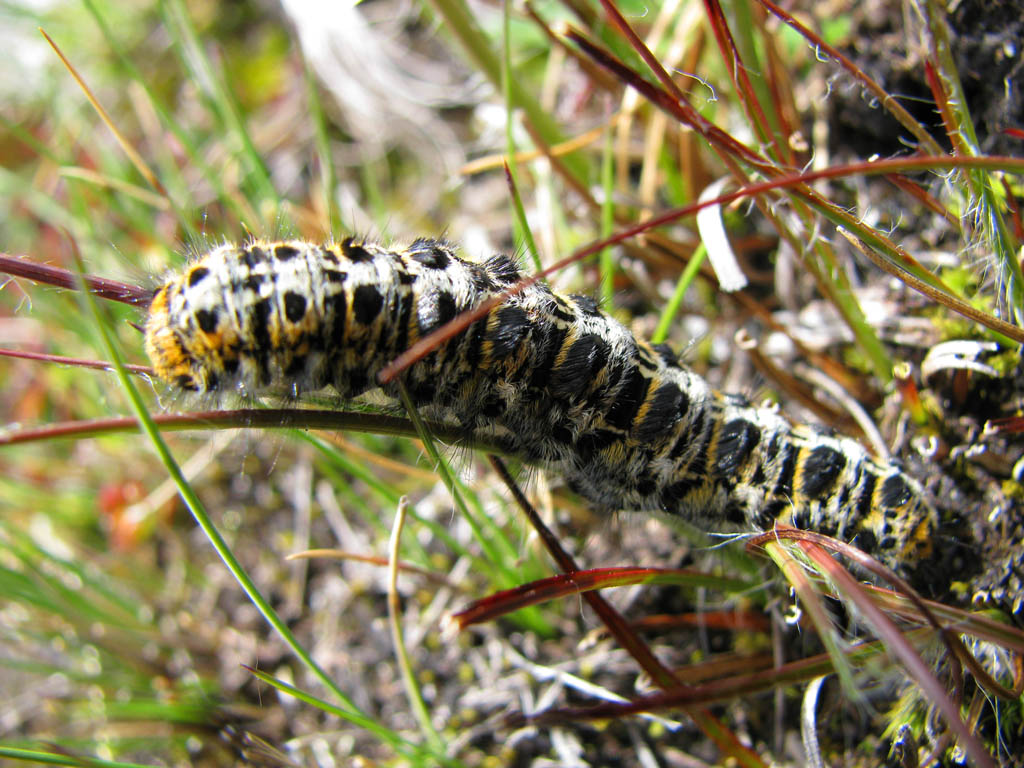 Caterpillar (Category:  Travel)