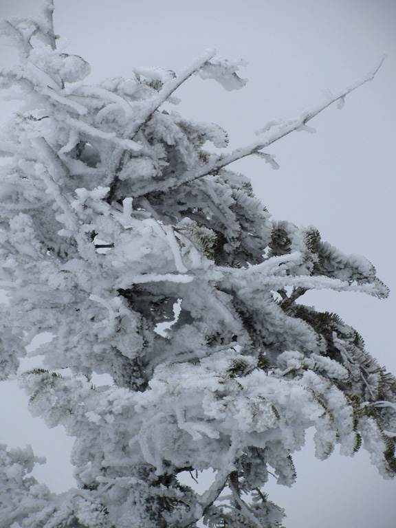 Spruce encrusted in ice. (Category:  Ice Climbing)
