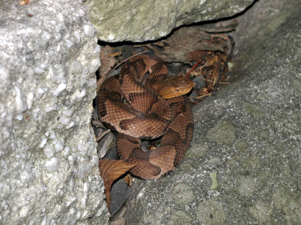 Copperhead #1.  Red and orange?  Really? (Category:  Rock Climbing)