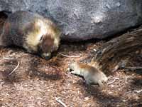 Marmot and ground squirrel back at our bivy site. (Category:  Rock Climbing)