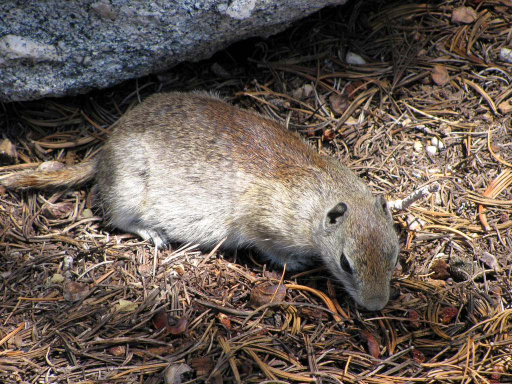 Ground squirrel (Category:  Rock Climbing)