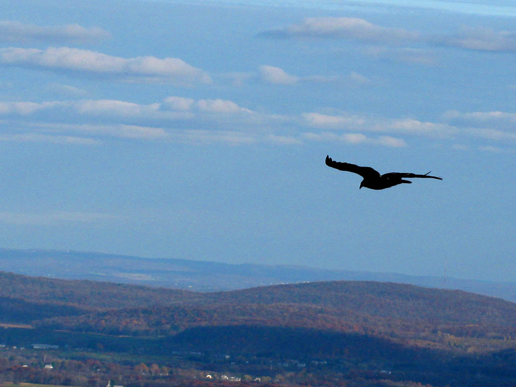 Emily got a bunch of great Turkey Vulture pictures from the top of Arrow. (Category:  Rock Climbing)