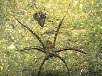 Wolf Spider and moth (Category:  Travel)