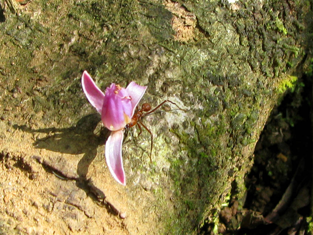 Leaf Cutter Ant carrying a flower. (Category:  Travel)