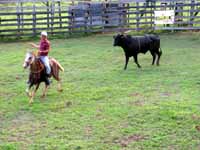 ...Roping... (Category:  Travel)