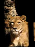 Lion (Category:  Travel)