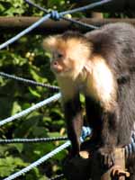 Capuchin (Category:  Travel)
