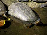 Turtle (Category:  Travel)