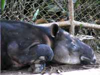 Tapir (Category:  Travel)
