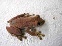 Tree Frog? (Category:  Travel)