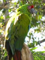 Great Green Macaw (Category:  Travel)
