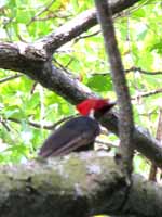Woodpecker (Category:  Travel)