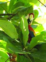 Scarlet Macaw (Category:  Travel)