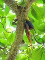 Scarlet Macaw (Category:  Travel)