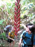 Hiking through the jungle. (Category:  Travel)