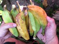 Joe picked a bunch of wild bananas.  Desafortunadamente, by the time the bananas are edible to humans, they have already been eaten by local birds or bugs.  These were all rotten inside. (Category:  Travel)