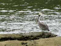 Pelican (Category:  Travel)