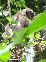 Three Toed Sloth (Category:  Travel)