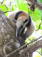 Collared Anteater (Category:  Travel)