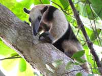 Collared Anteater (Category:  Travel)