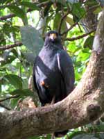 Mangrove Black Hawk (Category:  Travel)