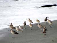 Sandpipers  (Category:  Travel)