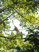 Squirrel Monkey (Category:  Travel)