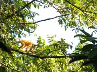 Squirrel Monkey (Category:  Travel)