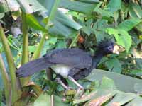 Great Curassow  (Category:  Travel)