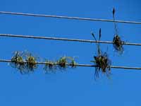 Epiphytes grow on power lines in areas where the air has lots of particulate matter. (Category:  Travel)