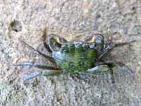 Cool crab! (Category:  Travel)