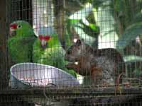 Squirrels got into the bird cages to eat bird food. (Category:  Travel)