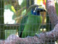 Emerald Toucan (Category:  Travel)