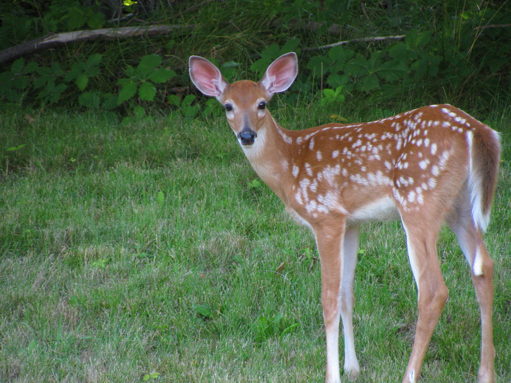 Deer (Category:  Residence)
