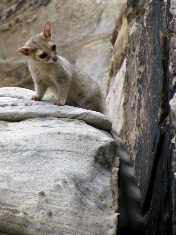 Ringtailed Cat (Category:  Rock Climbing)