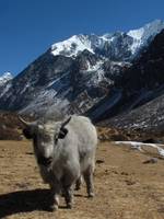 Baby yak with Gang Chhenpo in the background. (Category:  Travel)