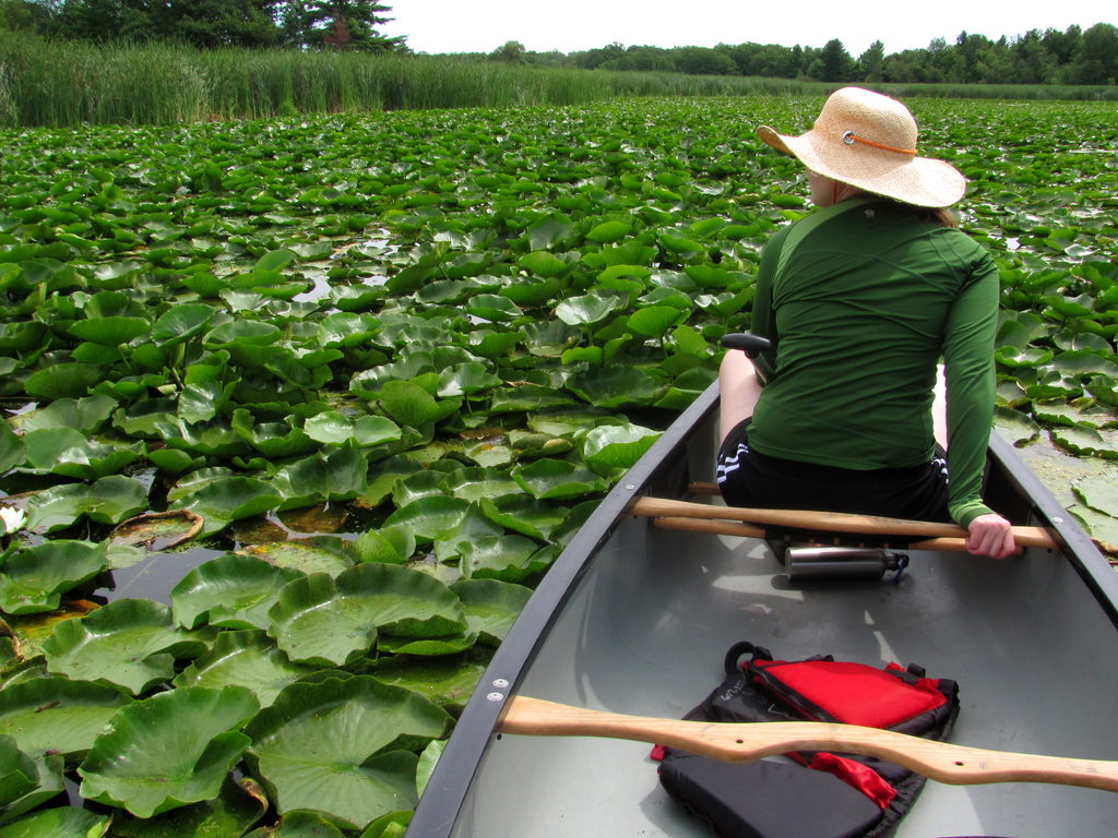 We didn't paddle through the weeds much, but it did make for a good photo. (Category:  Paddling)