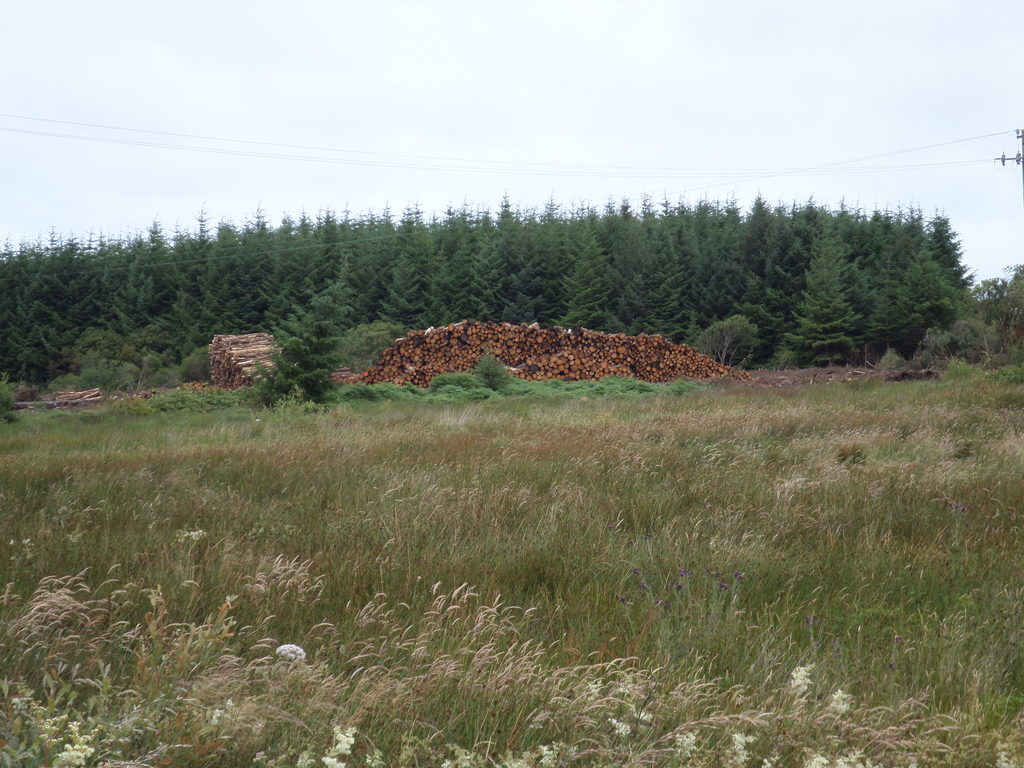 On the way to the Burren we saw a logging enterprise, which Marissa photographed extensively (Category:  Travel)