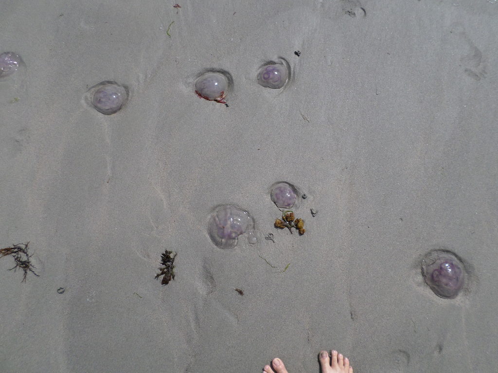 When we got closer to the water though, there were all these translucent purple jellyfish in the sand (Category:  Travel)