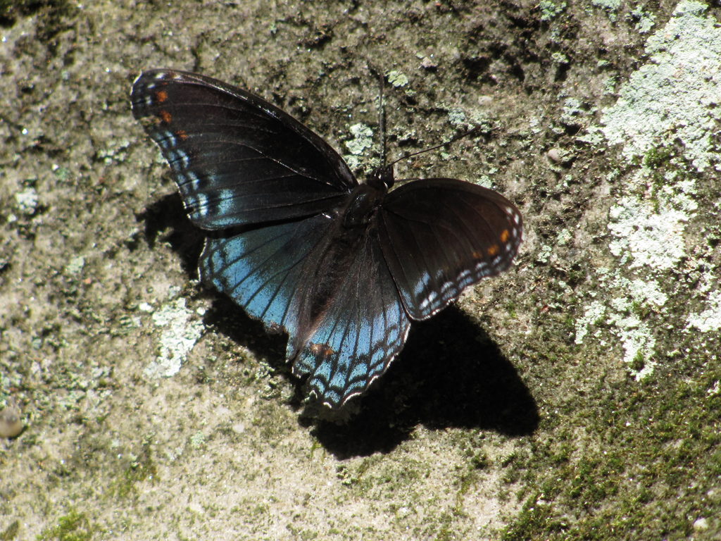 Butterfly (Category:  Rock Climbing)