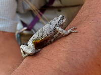 Yellow bellied toad? (Category:  Rock Climbing)