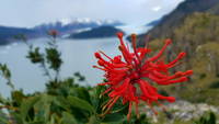 Chilean Fire Bush again (Category:  Backpacking)