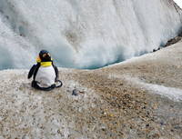 Penguin (Category:  Backpacking)