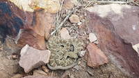 Rattlesnakes! A big one and at least two babies (Category:  Climbing)
