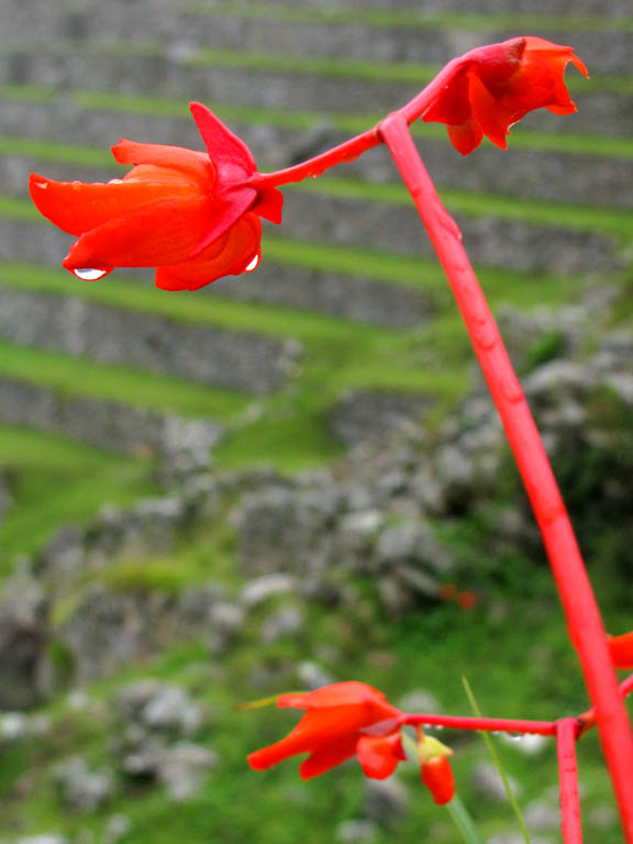 Begonia veitchii with the terraces of Machu Picchu in the background. (Category:  Photography)
